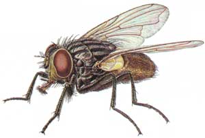 Housefly